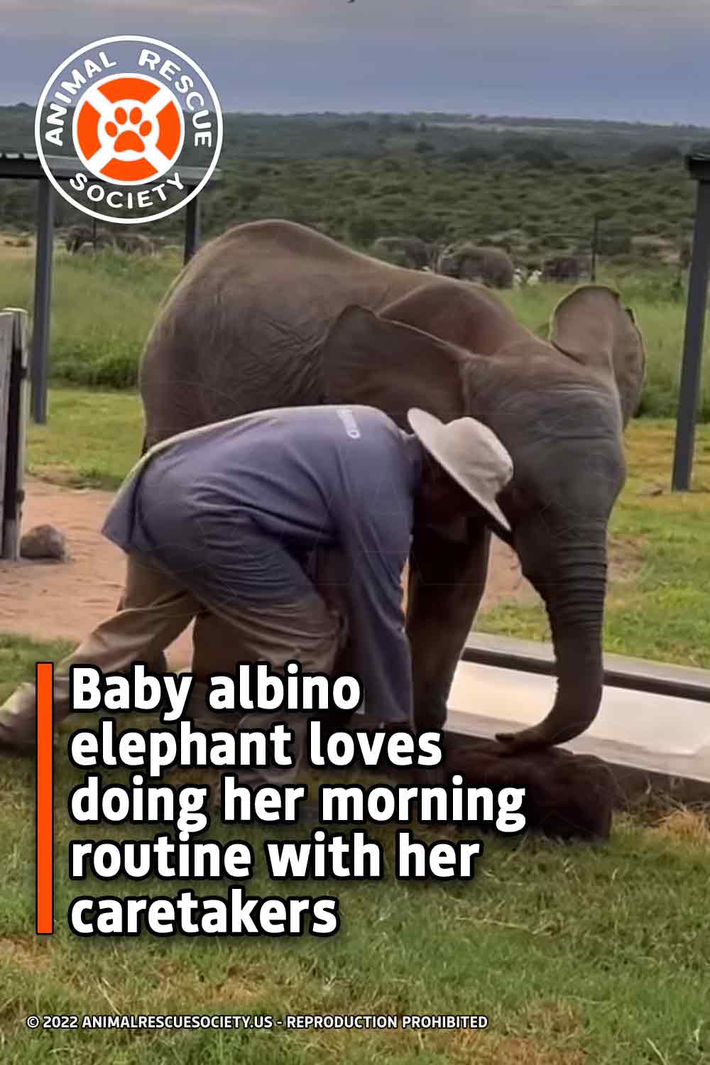 Baby albino elephant loves doing her morning routine with her caretakers