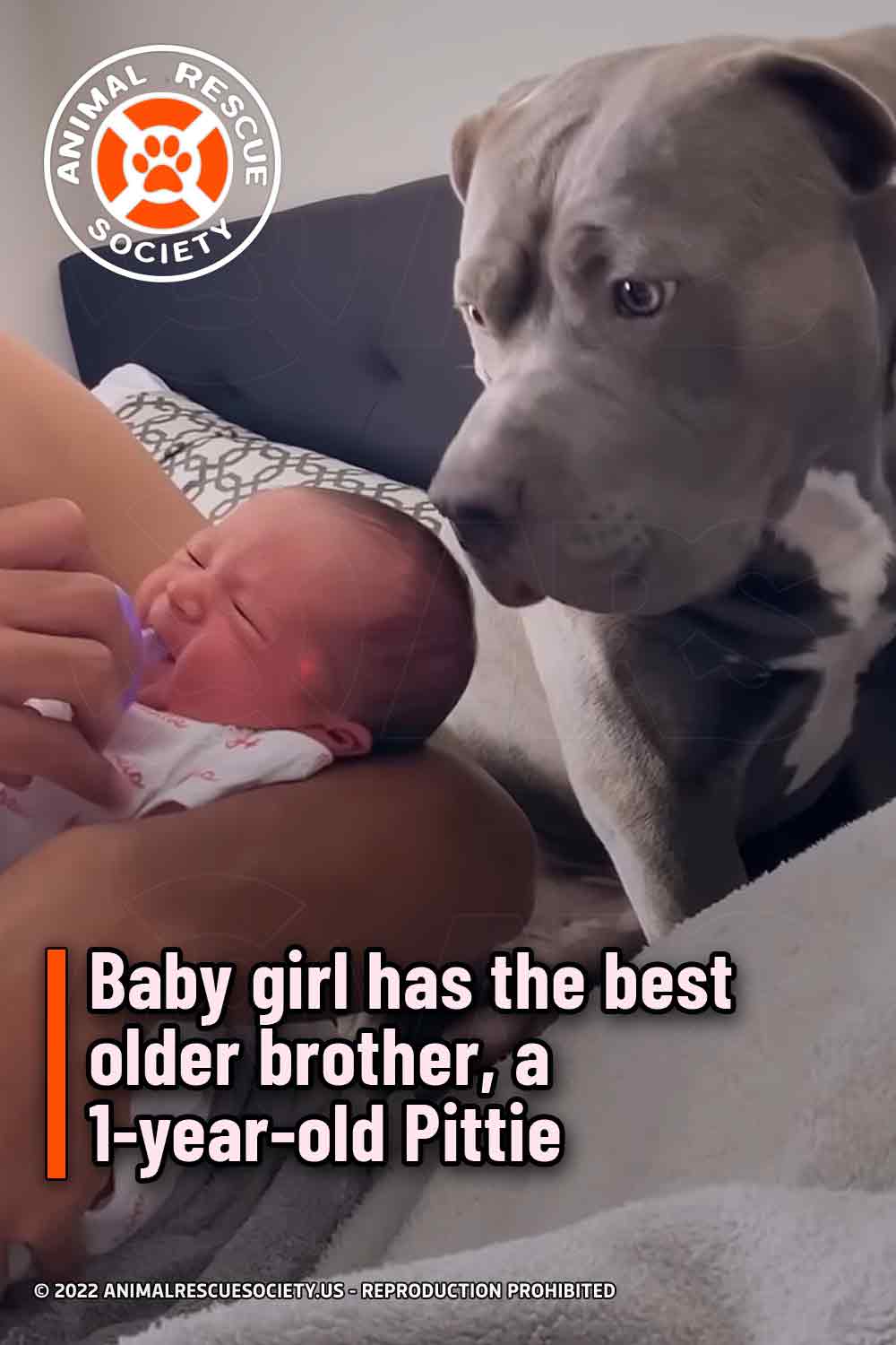 Baby girl has the best older brother, a 1-year-old Pittie