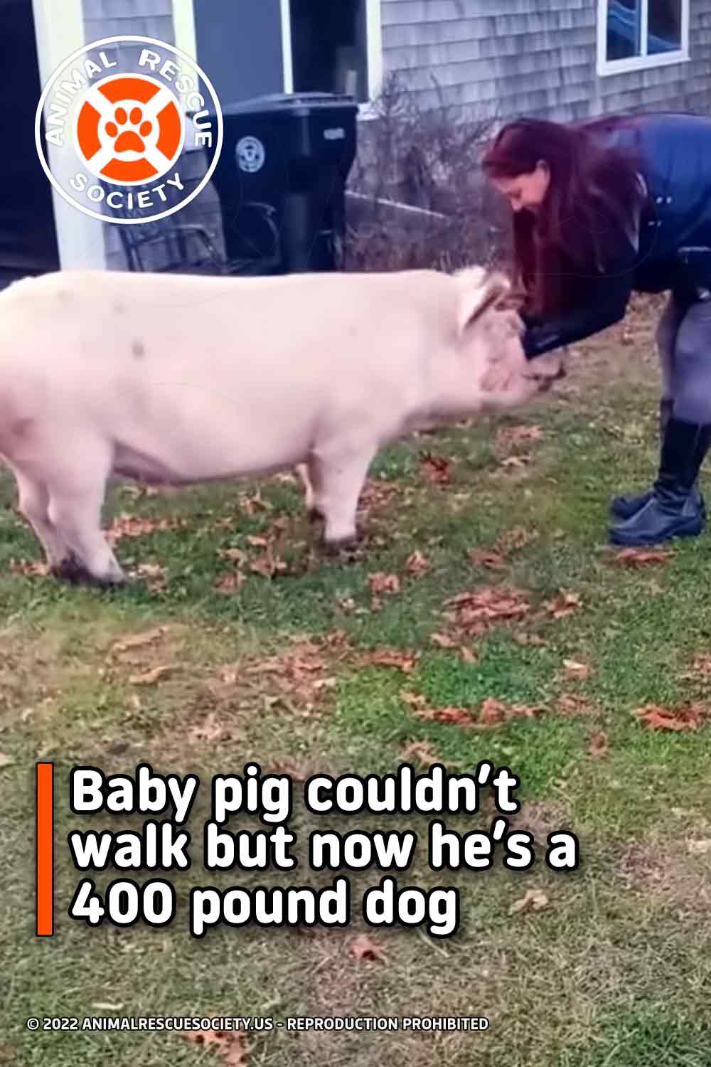 Baby pig couldn’t walk but now he’s a 400 pound dog
