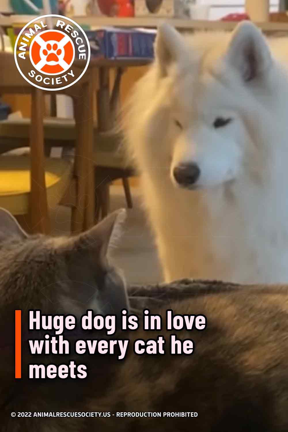 Huge dog is in love with every cat he meets
