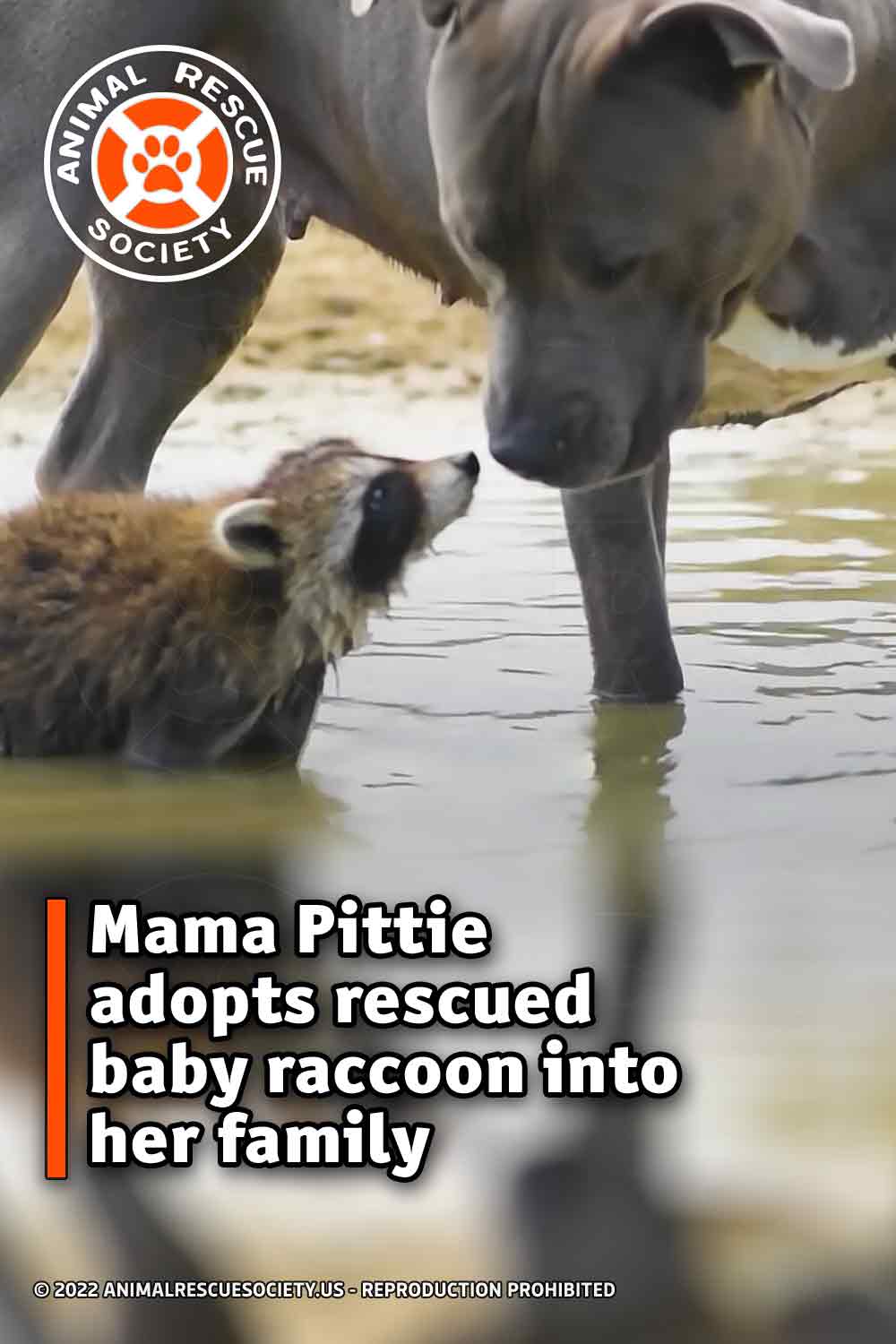 Mama Pittie adopts rescued baby raccoon into her family.