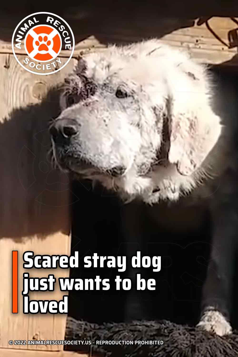 Scared stray dog just wants to be loved