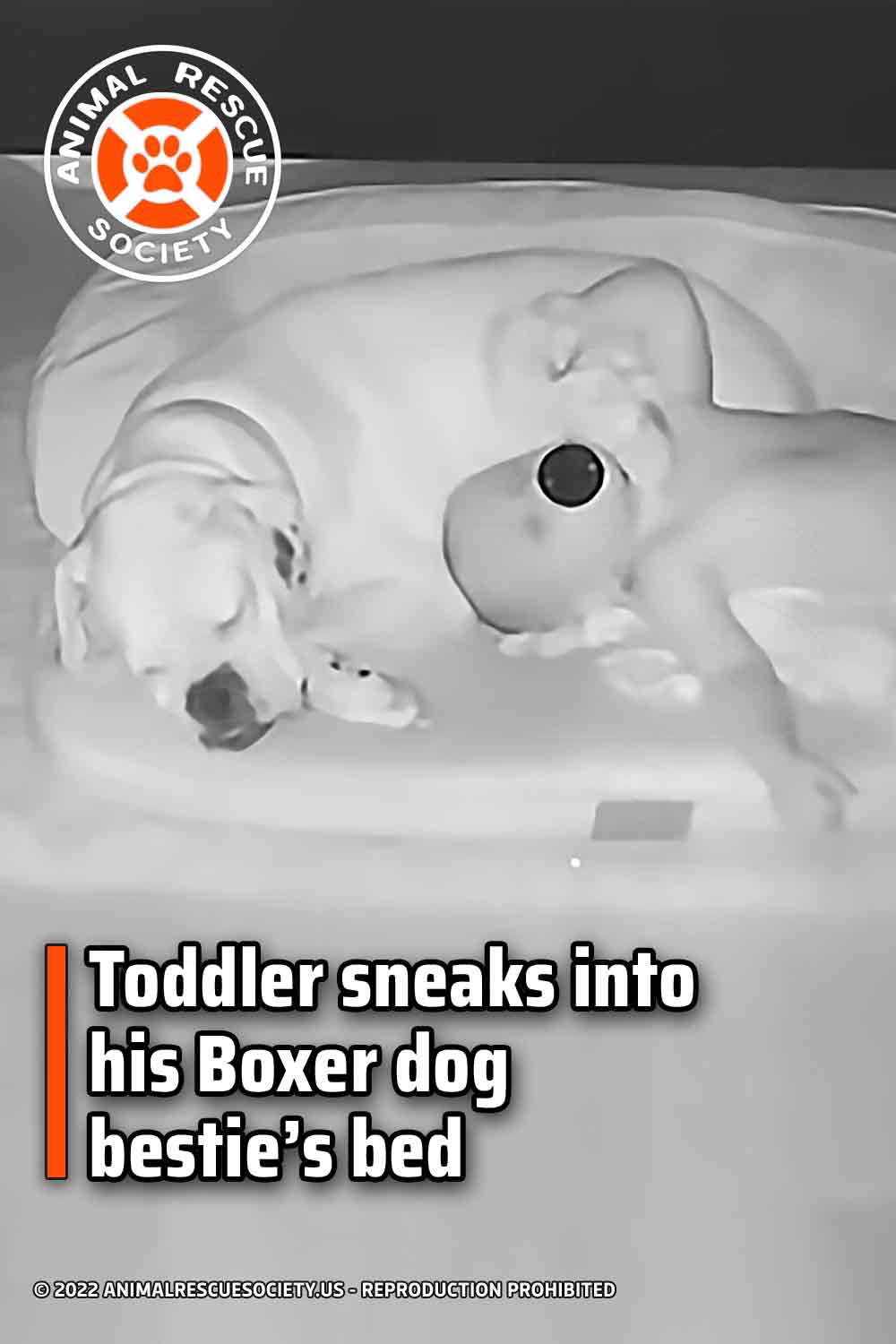 Toddler sneaks into his Boxer dog bestie’s bed