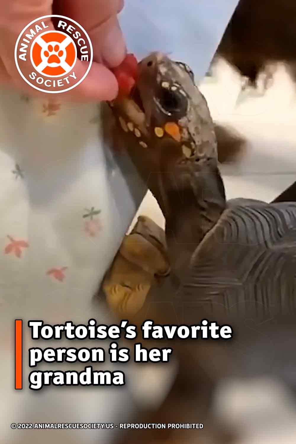 Tortoise’s favorite person is her grandma