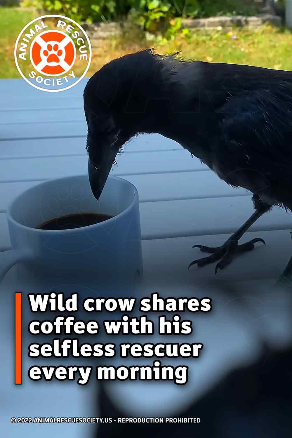 Wild crow shares coffee with his selfless rescuer every morning