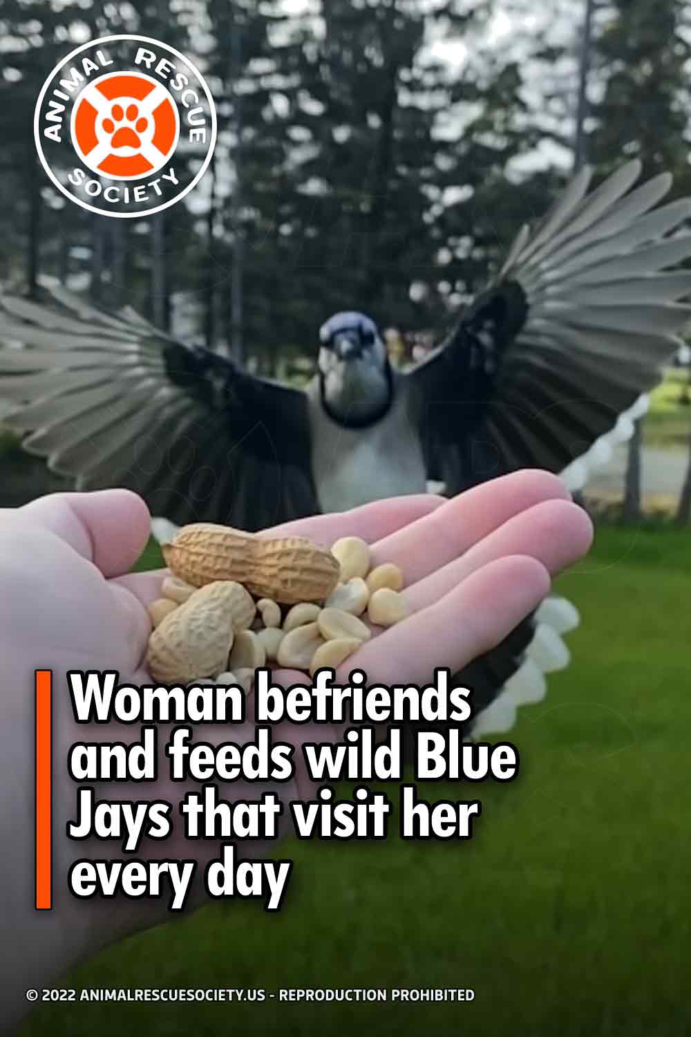 Woman befriends and feeds wild Blue Jays that visit her every day