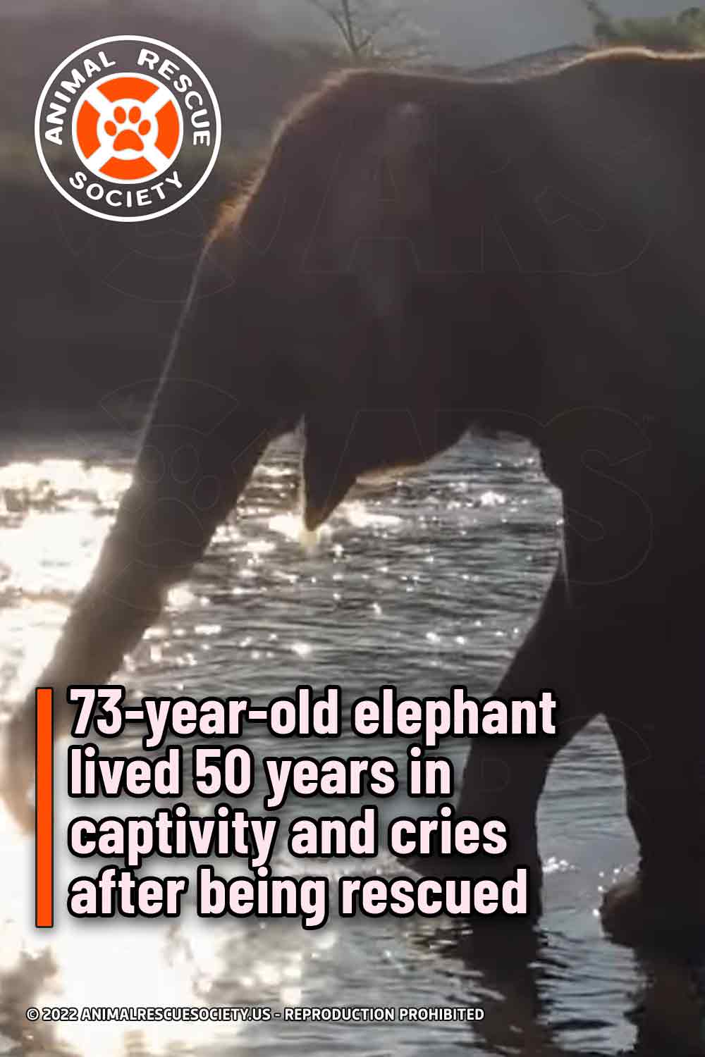 73-year-old elephant lived 50 years in captivity and cries after being rescued