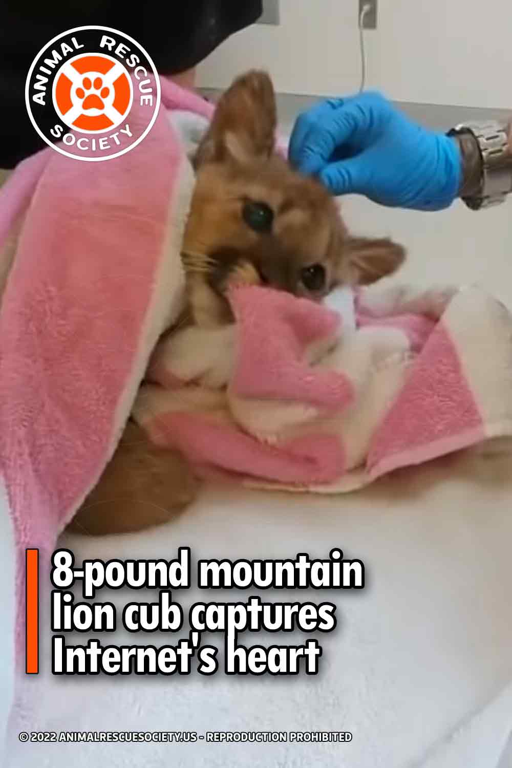 8-pound mountain lion cub captures Internet\'s heart