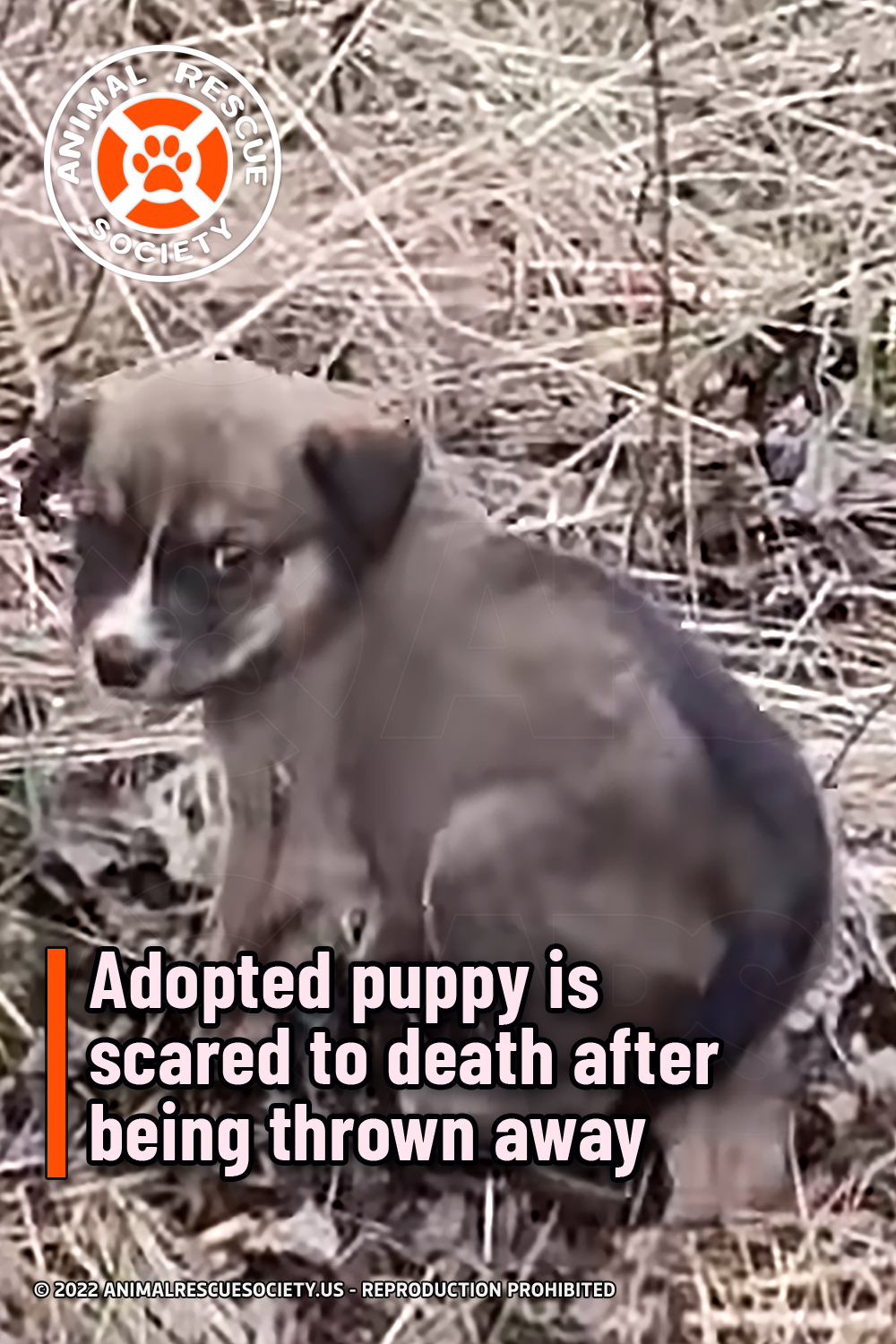 Adopted puppy is scared to death after being thrown away