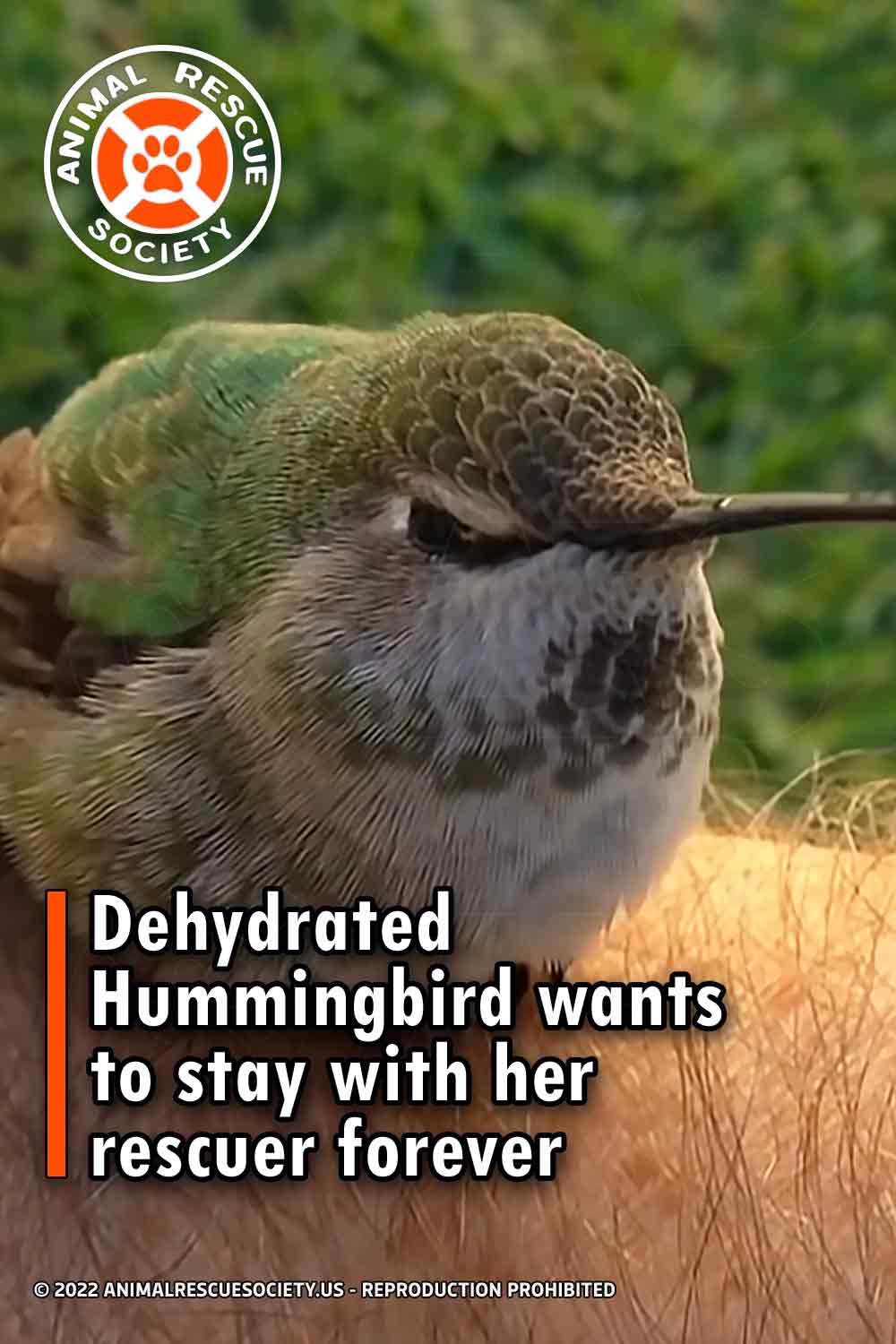 Dehydrated Hummingbird wants to stay with her rescuer forever