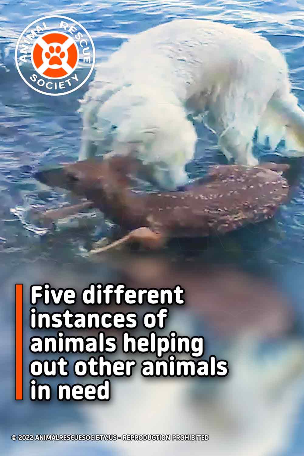 Five different instances of animals helping out other animals in need