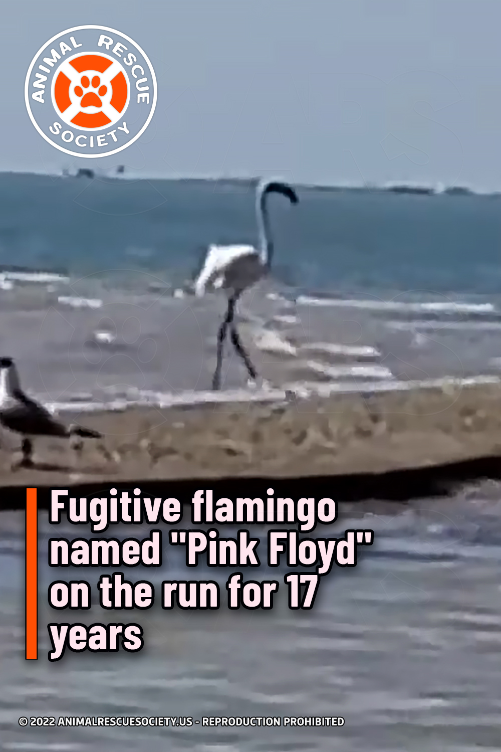 Fugitive flamingo named \