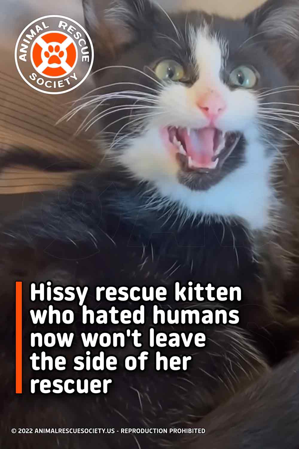Hissy rescue kitten who hated humans now won\'t leave the side of her rescuer