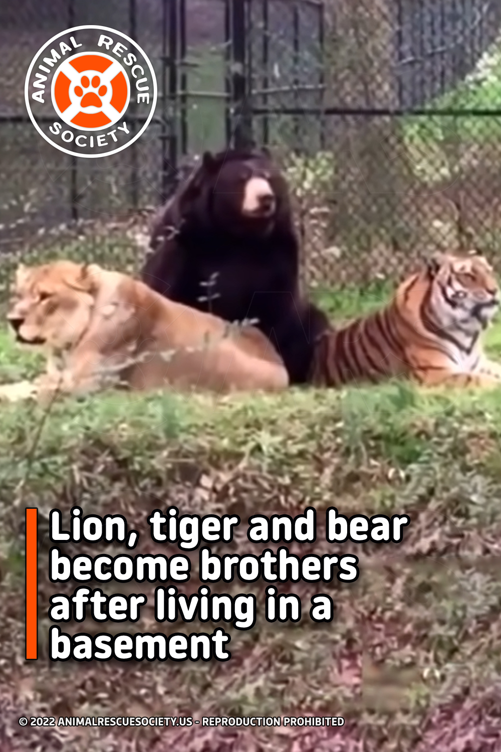 Lion, tiger and bear become brothers after living in a basement