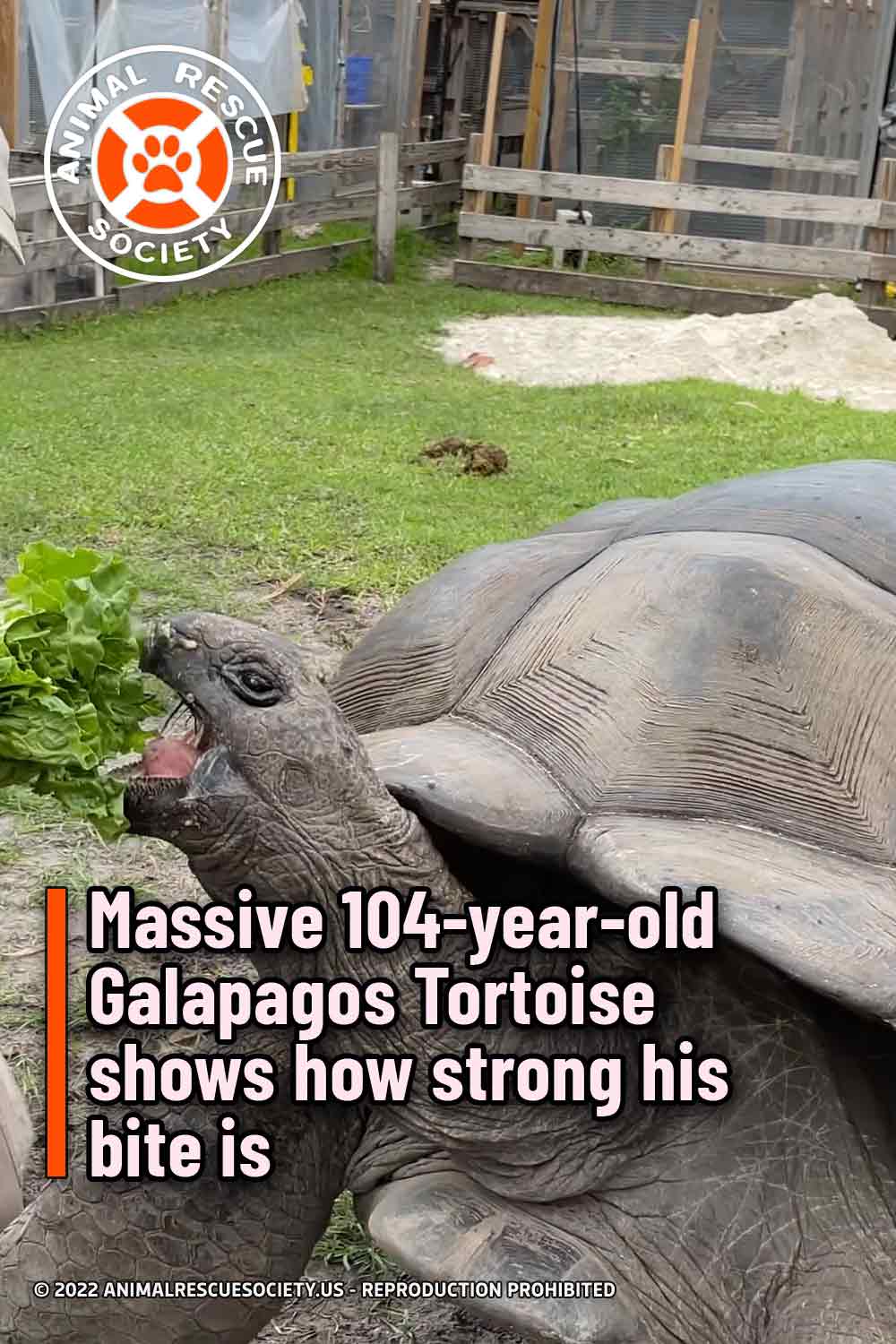 Massive 104-year-old Galapagos Tortoise shows how strong his bite is