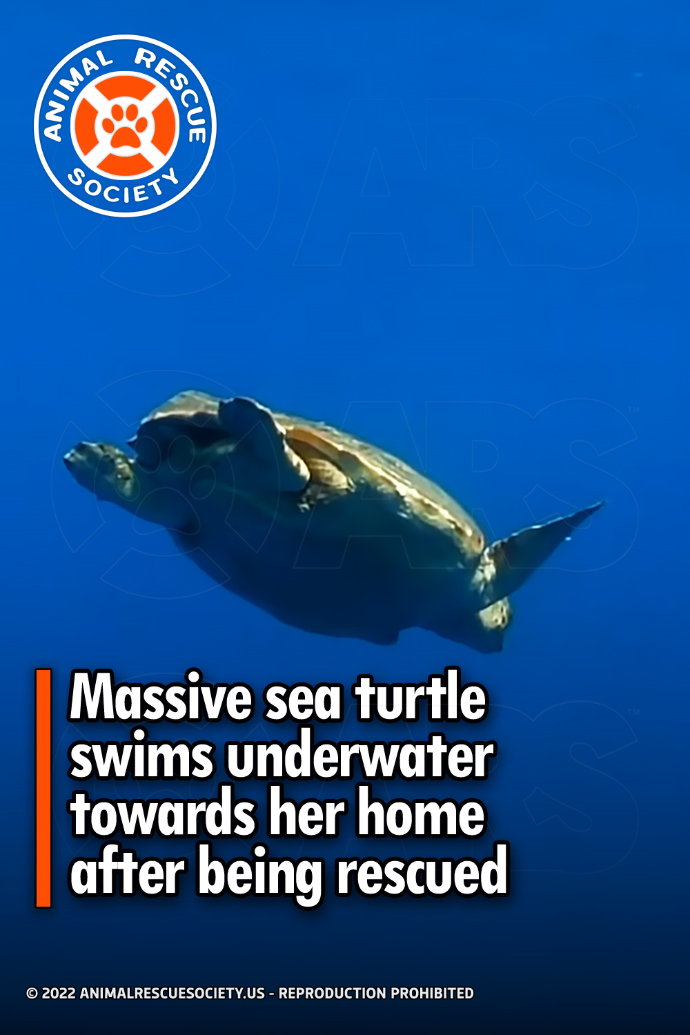 Massive sea turtle swims underwater towards her home after being rescued