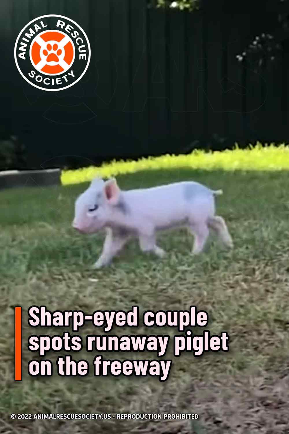 Sharp-eyed couple spots runaway piglet on the freeway