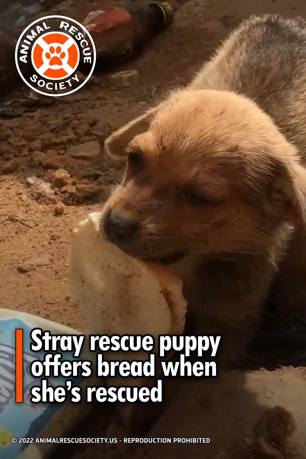 Stray rescue puppy offers bread when she’s rescued.