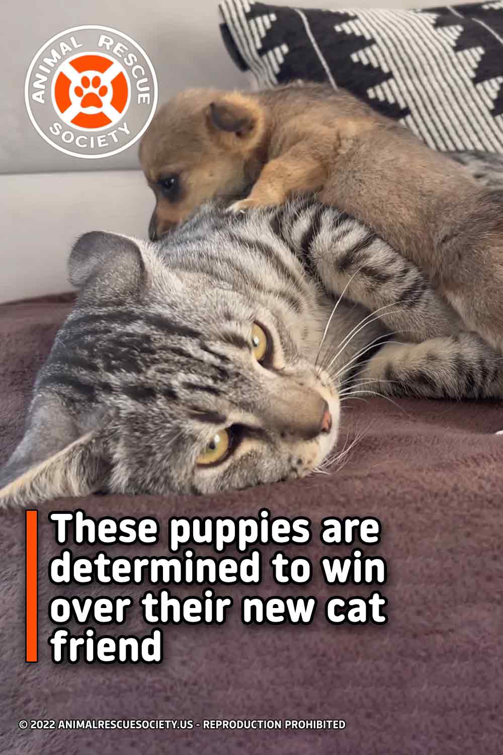 These puppies are determined to win over their new cat friend