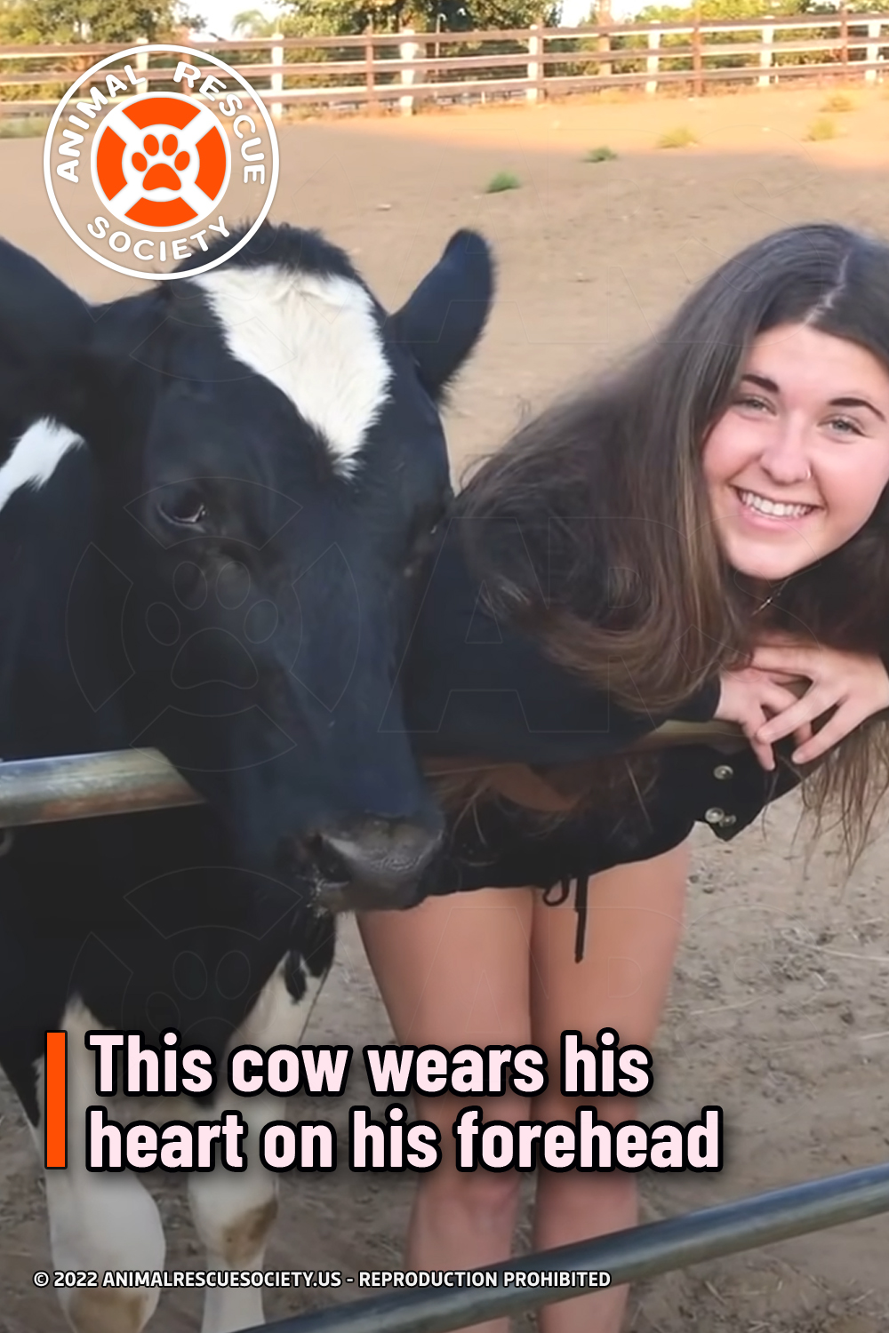 This cow wears his heart on his forehead