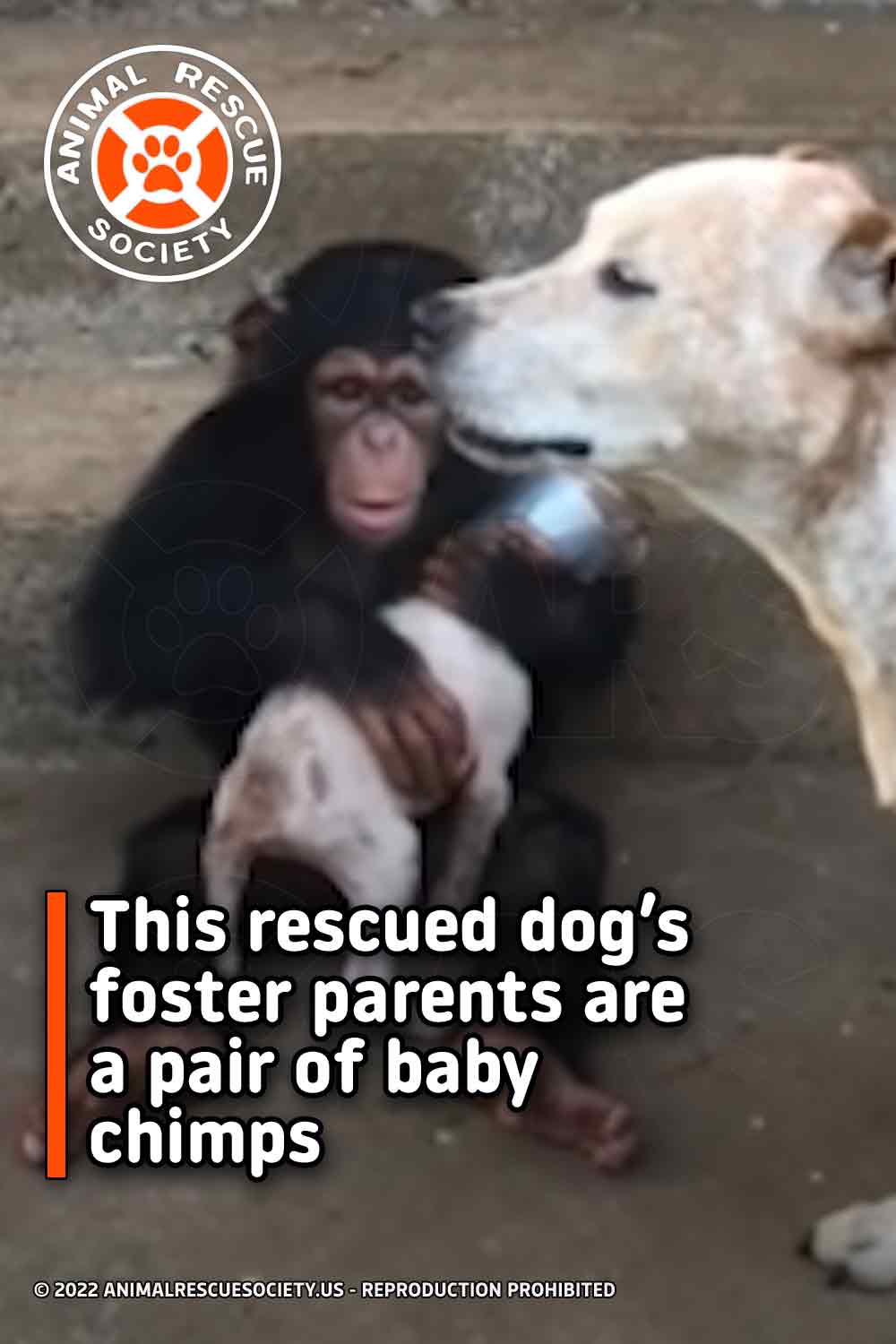 This rescued dog’s foster parents are a pair of baby chimps