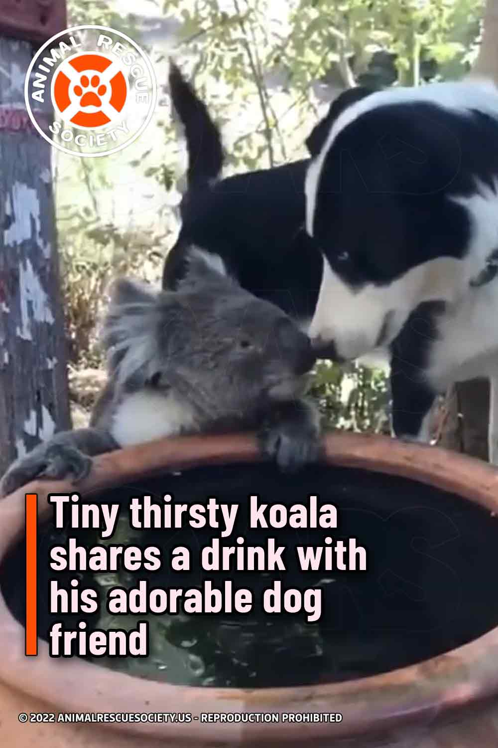 Tiny thirsty koala shares a drink with his adorable dog friend