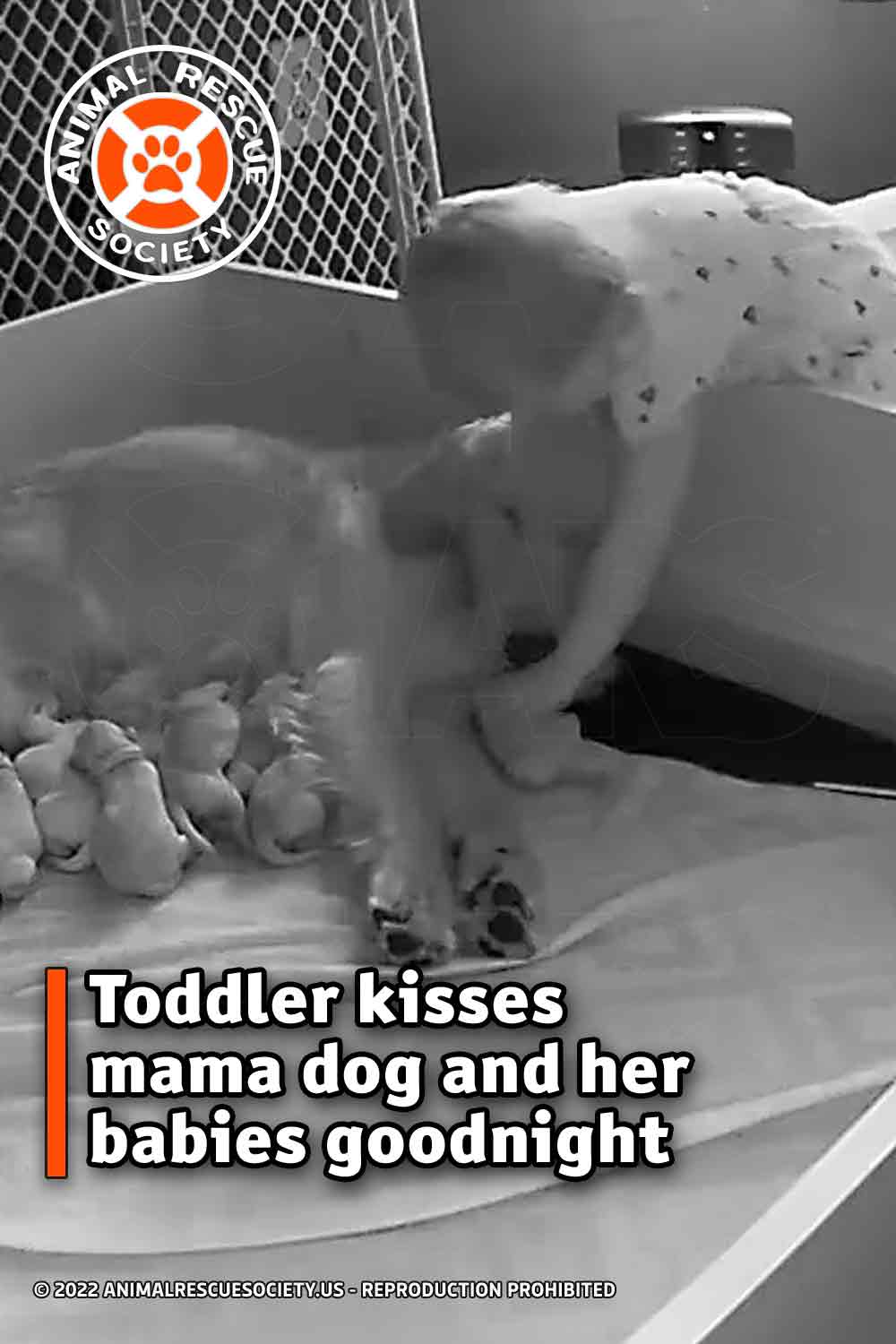Toddler kisses mama dog and her babies goodnight