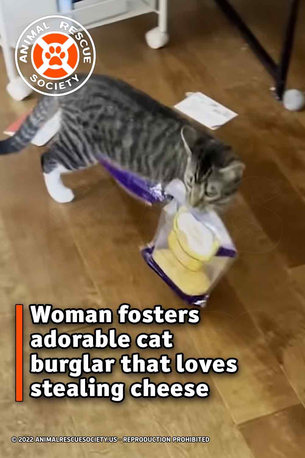 Woman fosters adorable cat burglar that loves stealing cheese
