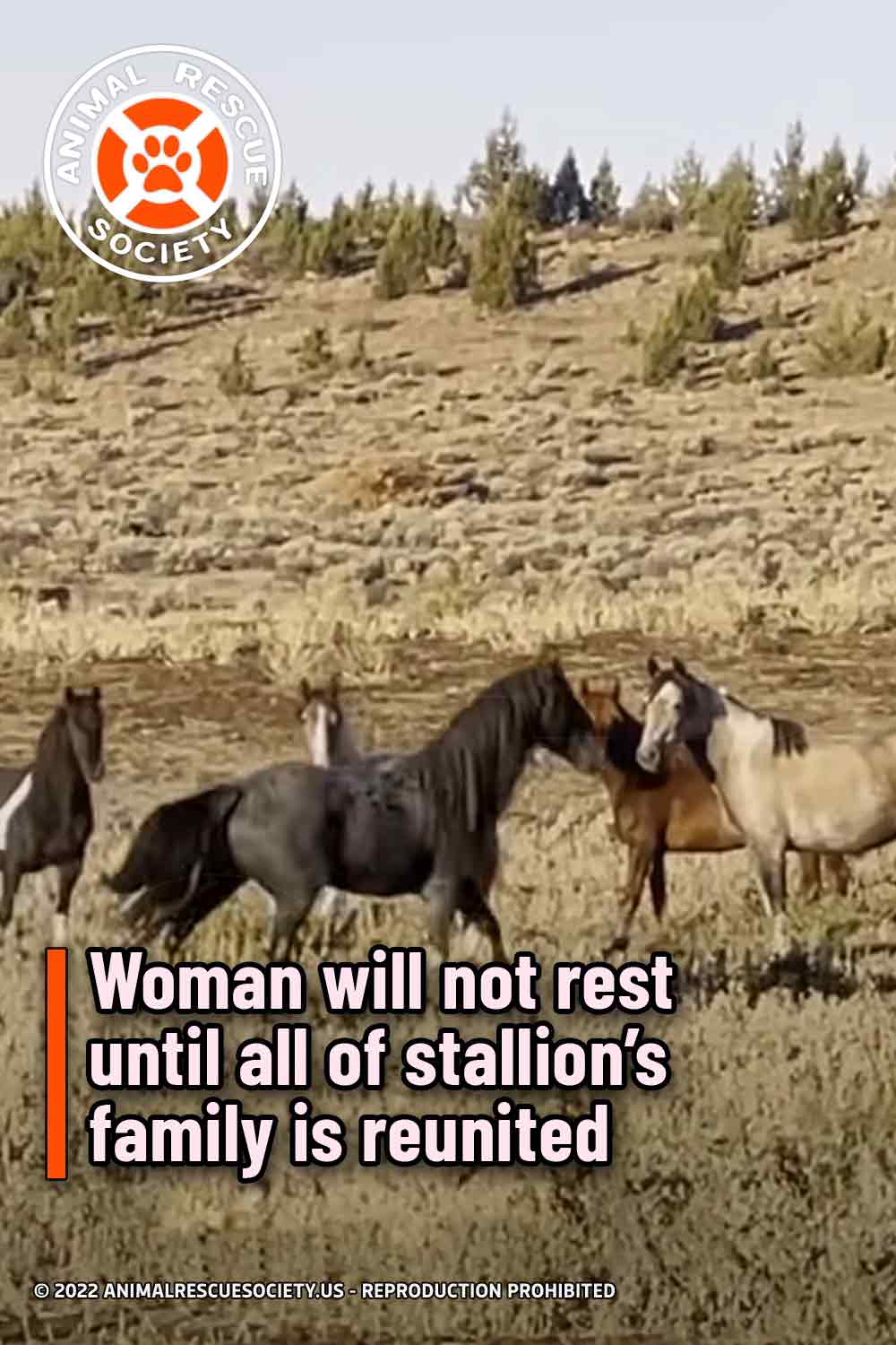 Woman will not rest until all of stallion’s family is reunited