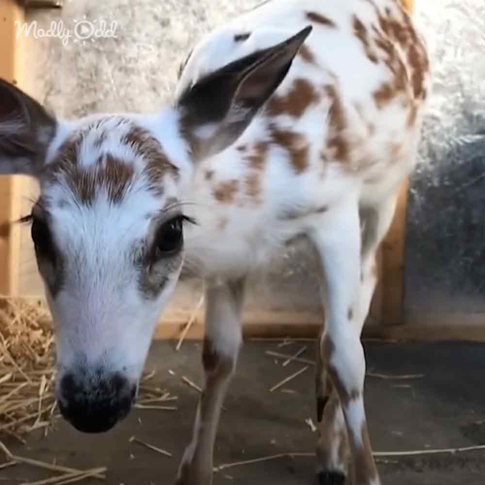 Hearts melt as rescued white fawns dance off into the sunset Animal