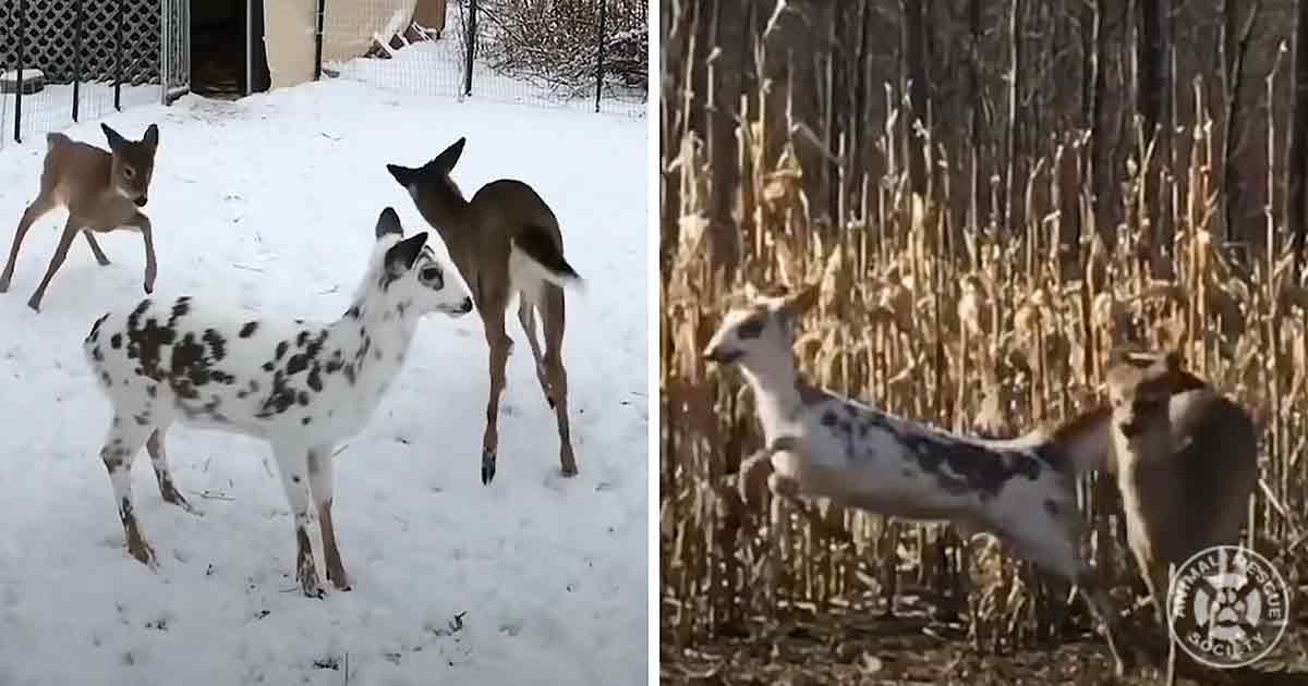 Hearts melt as rescued white fawns dance off into the sunset Animal