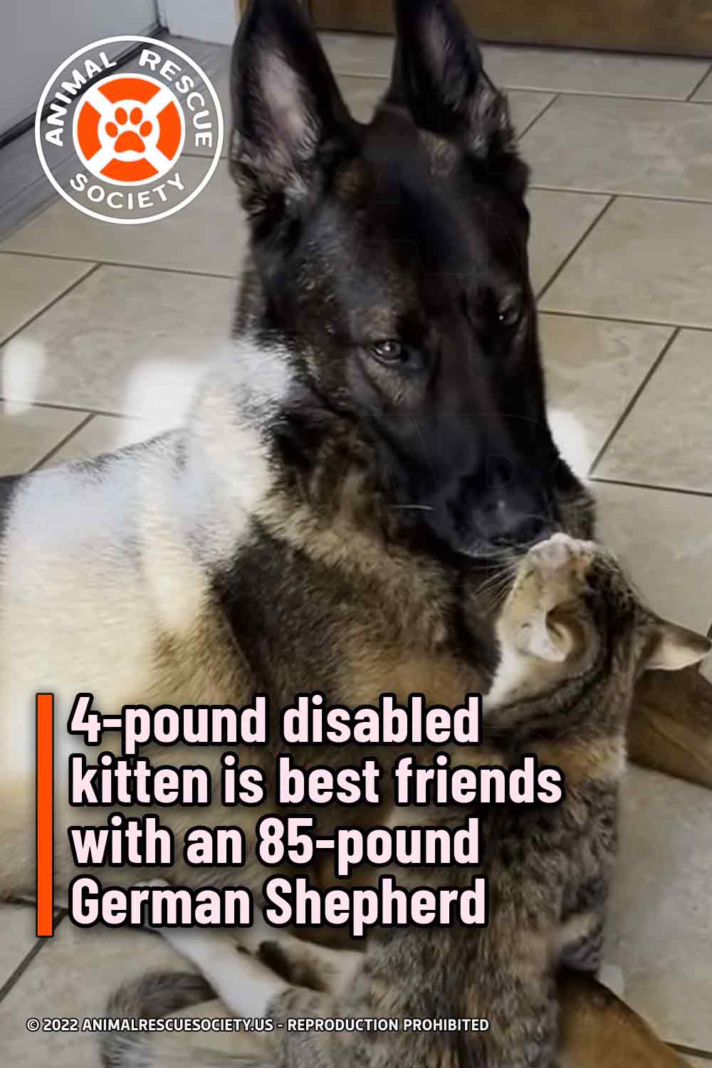 4-pound disabled kitten is best friends with an 85-pound German Shepherd
