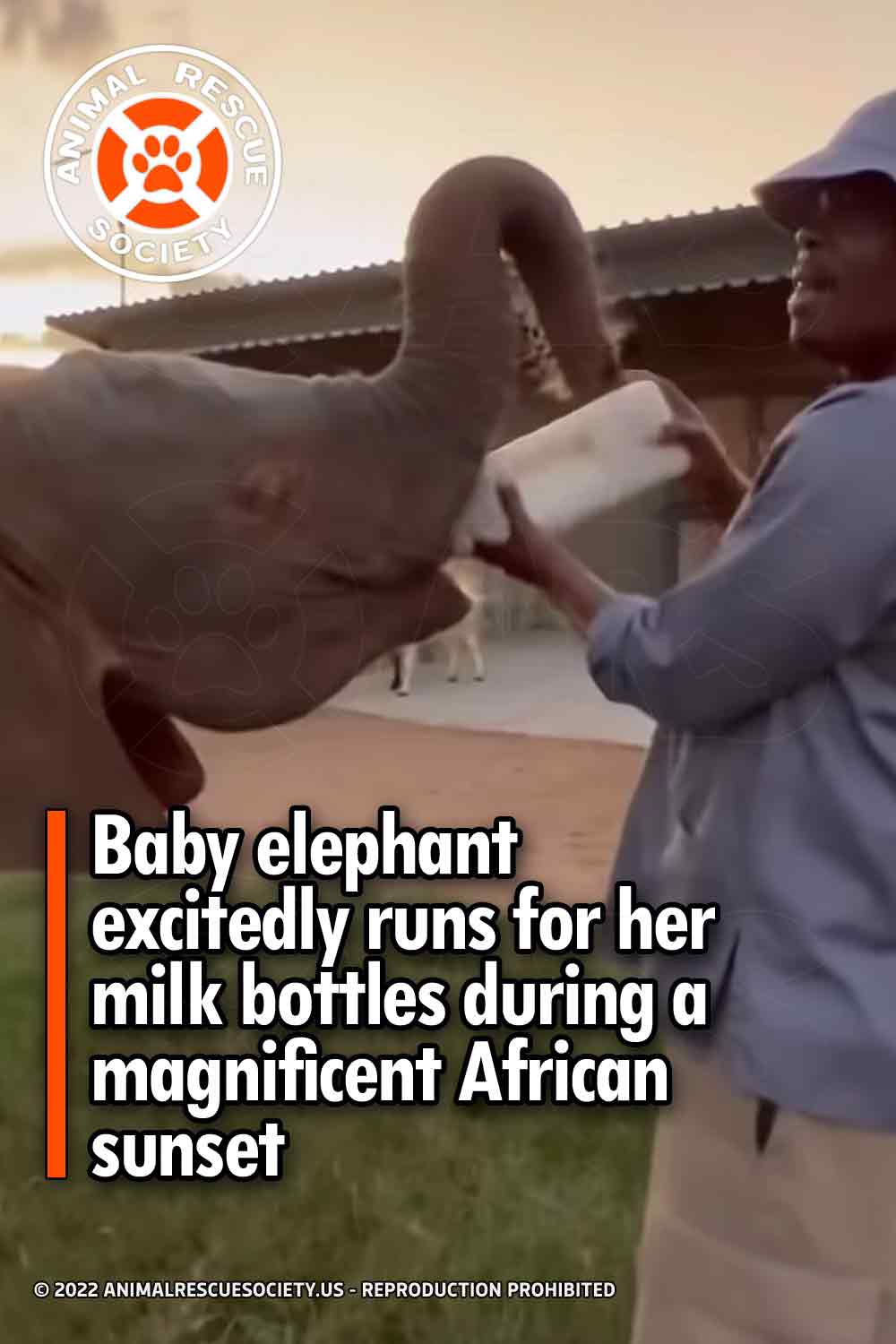 Baby elephant excitedly runs for her milk bottles during a magnificent African sunset