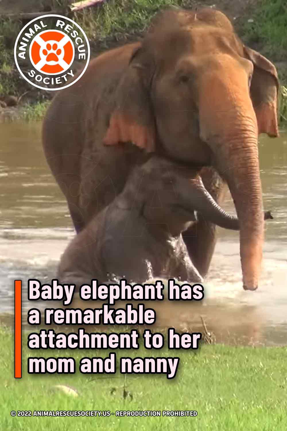 Baby elephant has a remarkable attachment to her mom and nanny