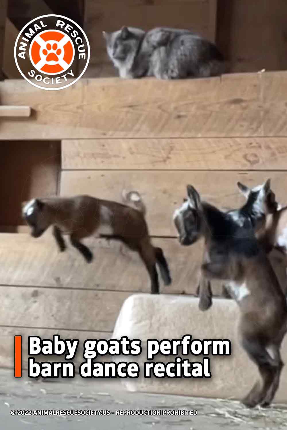 Baby goats perform barn dance recital