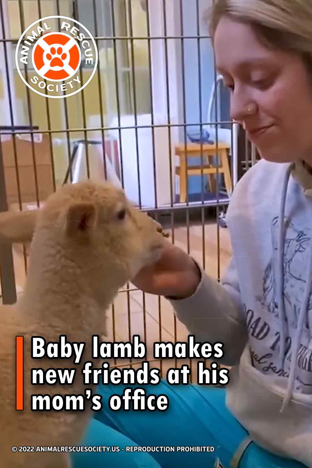 Baby lamb makes new friends at his mom’s office