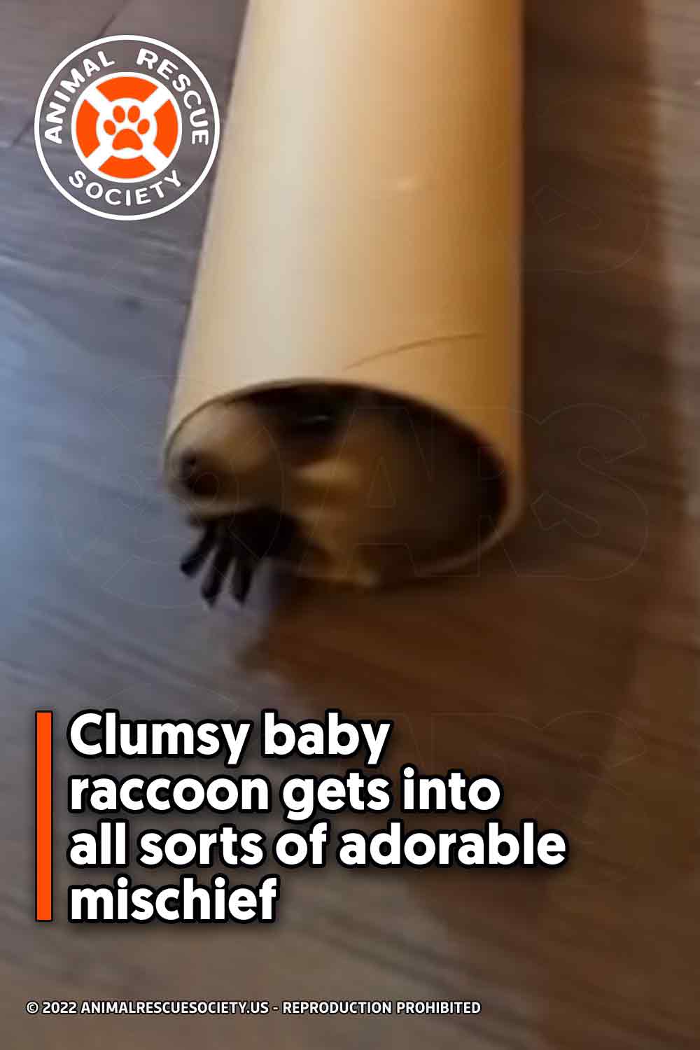 Clumsy baby raccoon gets into all sorts of adorable mischief