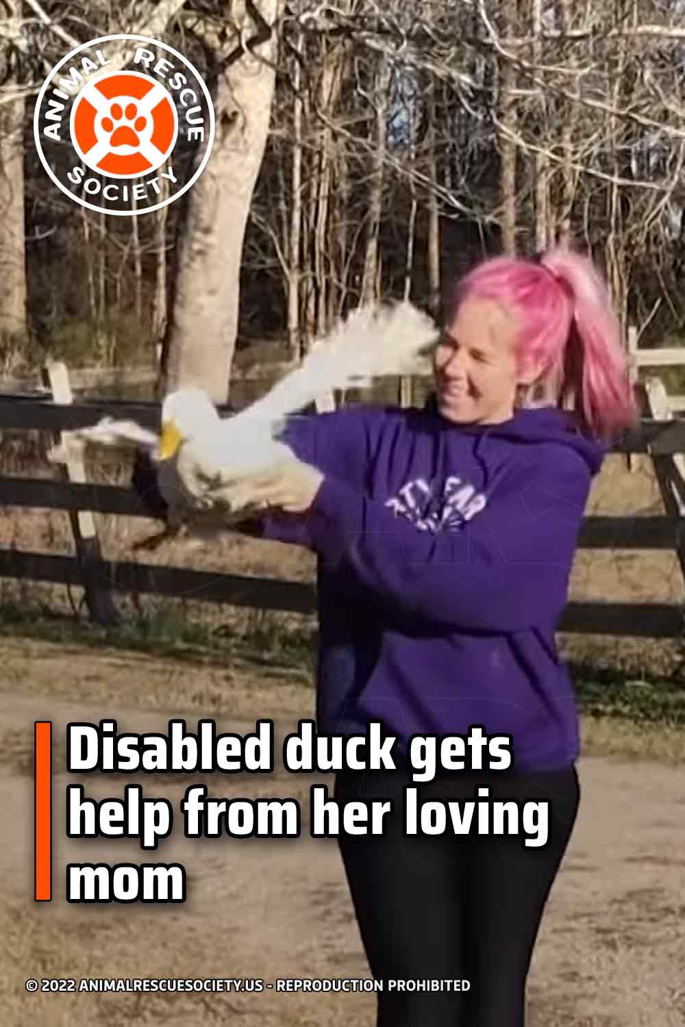 Disabled duck gets help from her loving mom