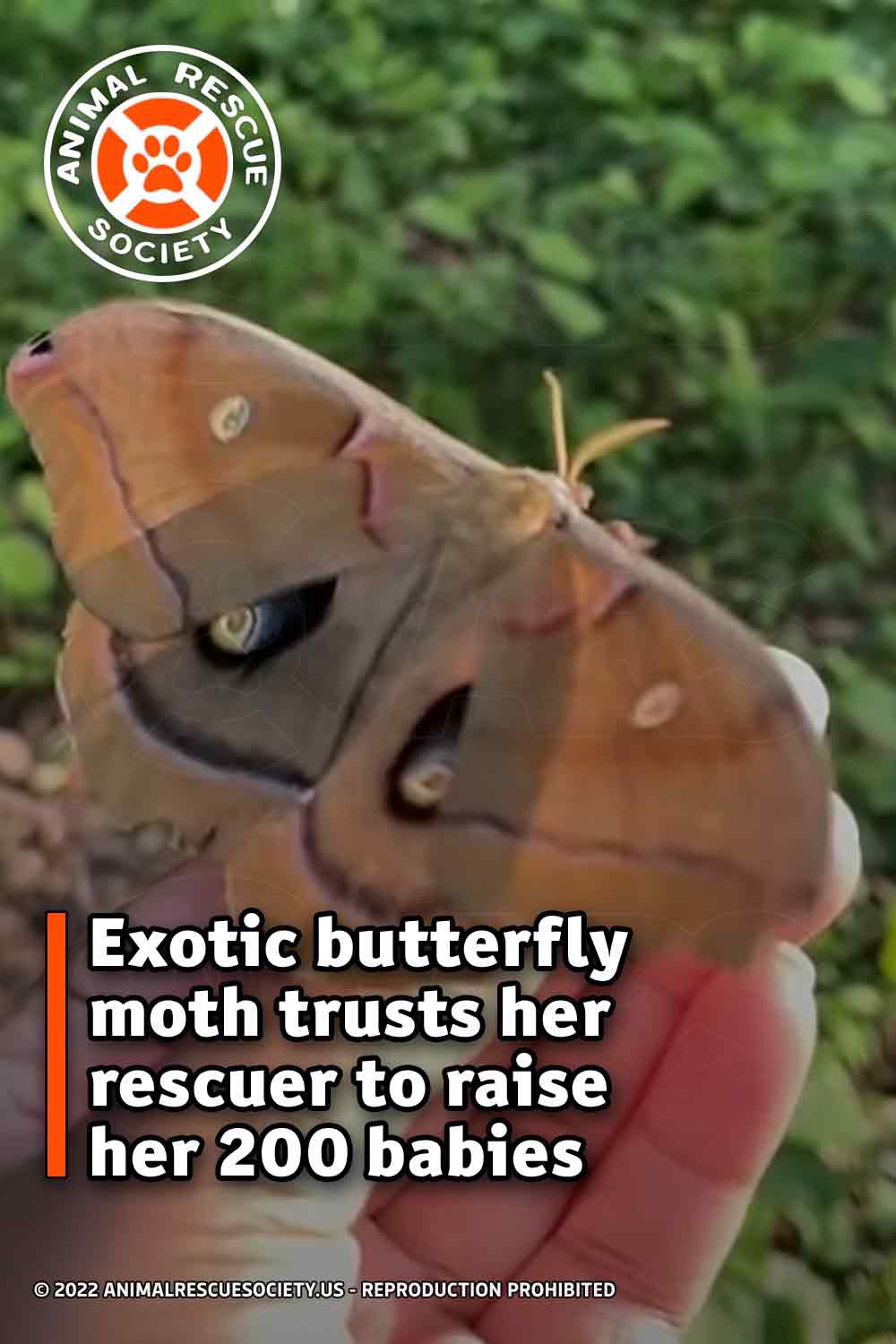 Exotic butterfly moth trusts her rescuer to raise her 200 babies