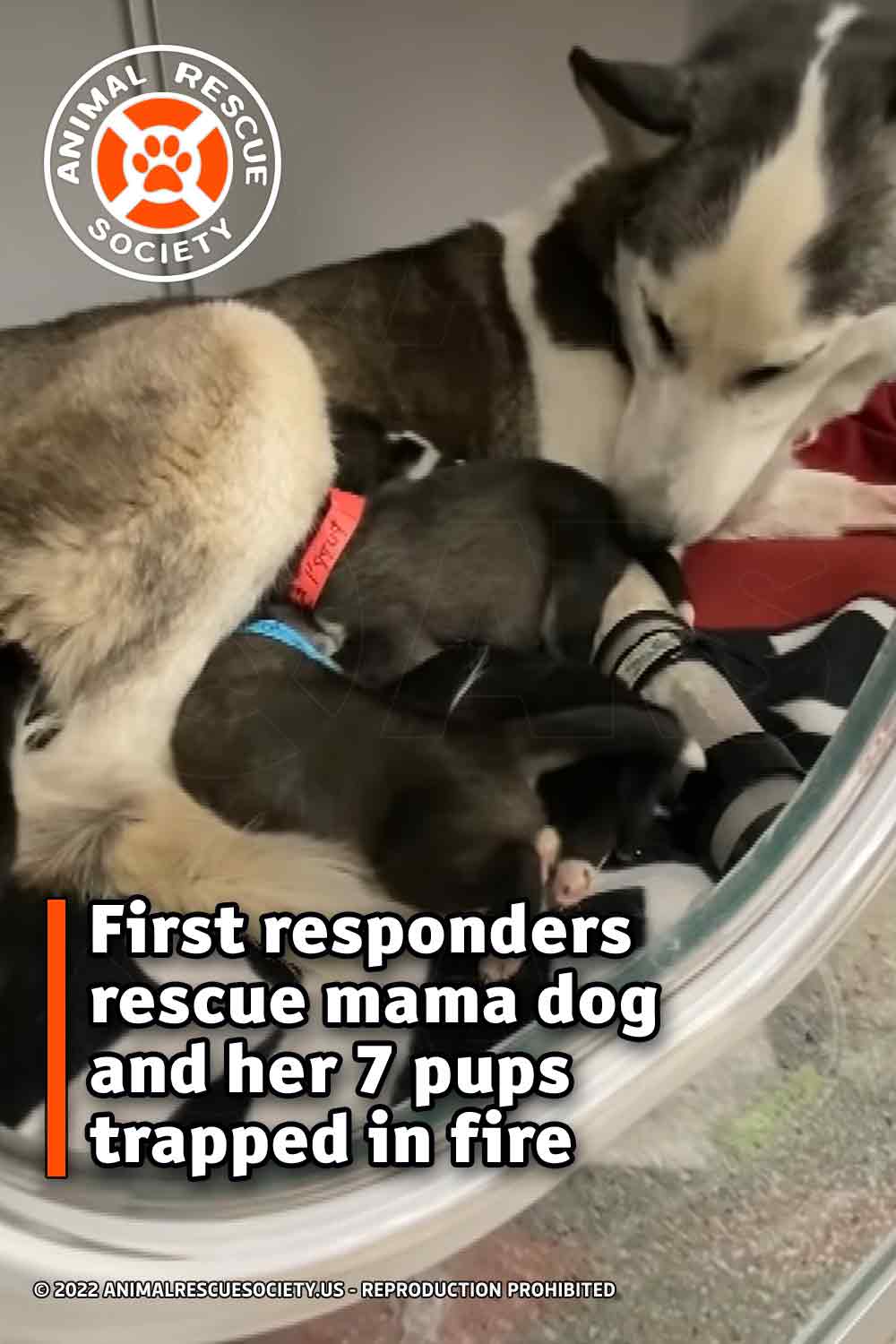 First responders rescue mama dog and her 7 pups trapped in fire
