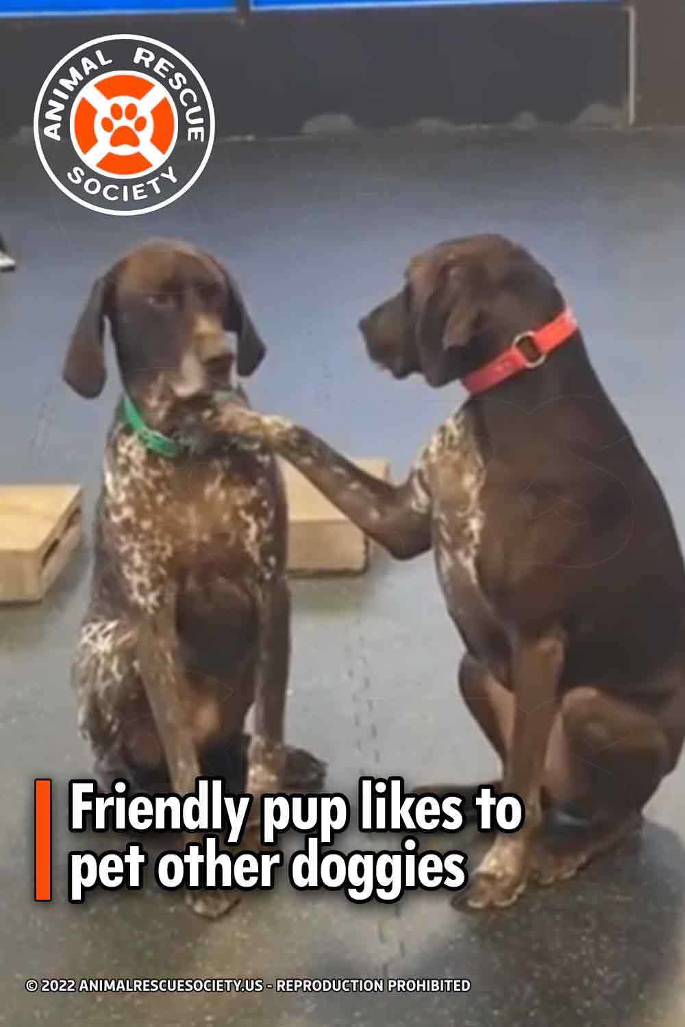 Friendly pup likes to pet other doggies