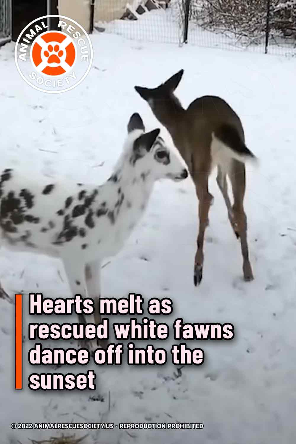 Hearts melt as rescued white fawns dance off into the sunset Animal
