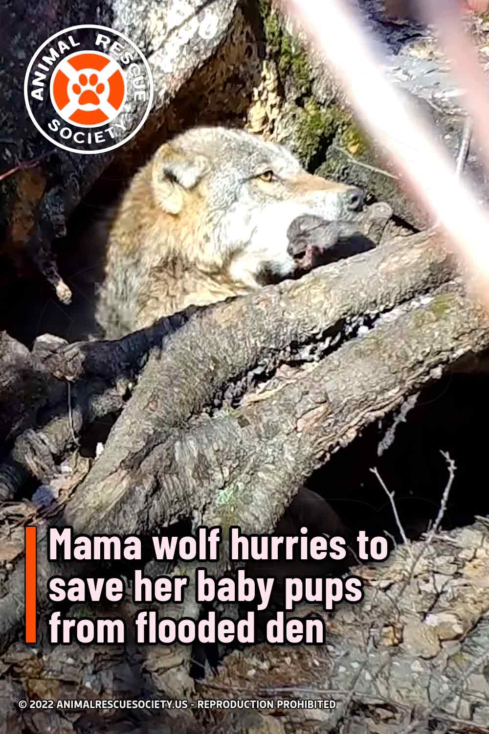 Mama wolf hurries to save her baby pups from flooded den