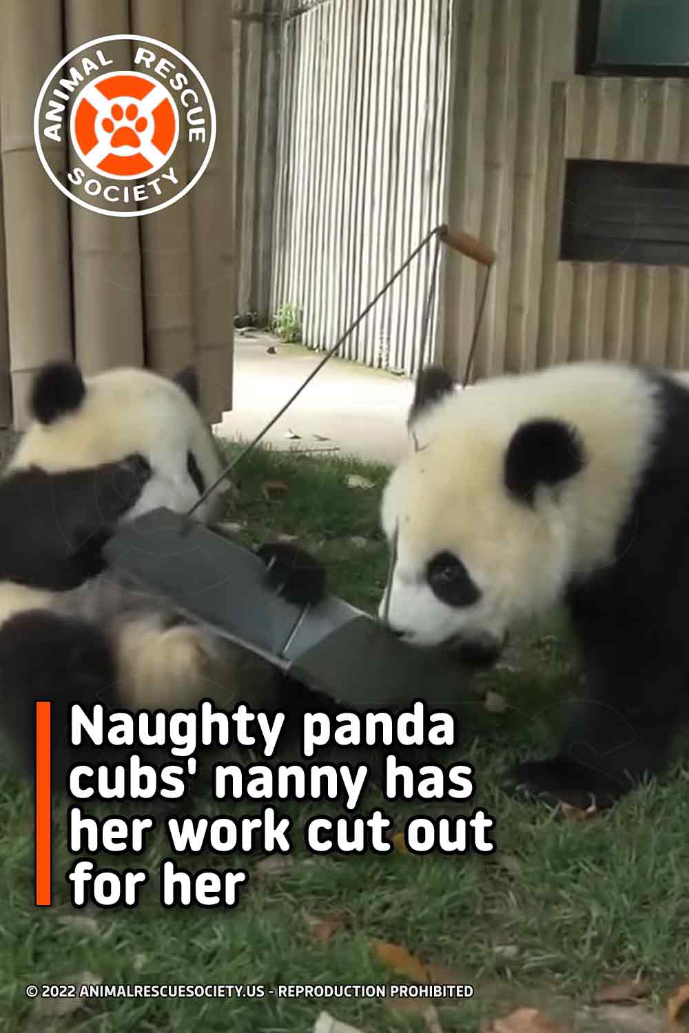 Naughty panda cubs\' nanny has her work cut out for her
