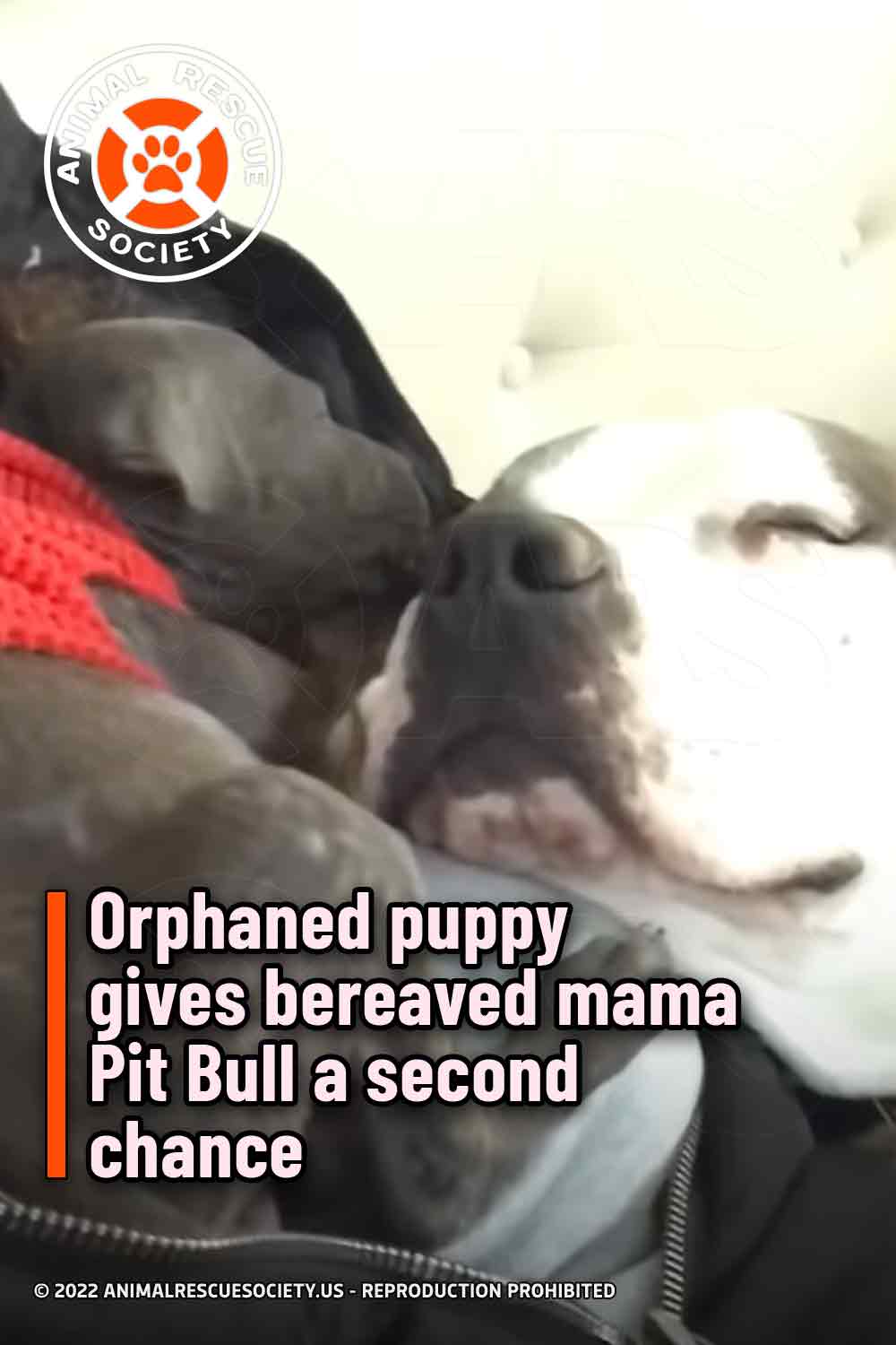 Orphaned puppy gives bereaved mama Pit Bull a second chance