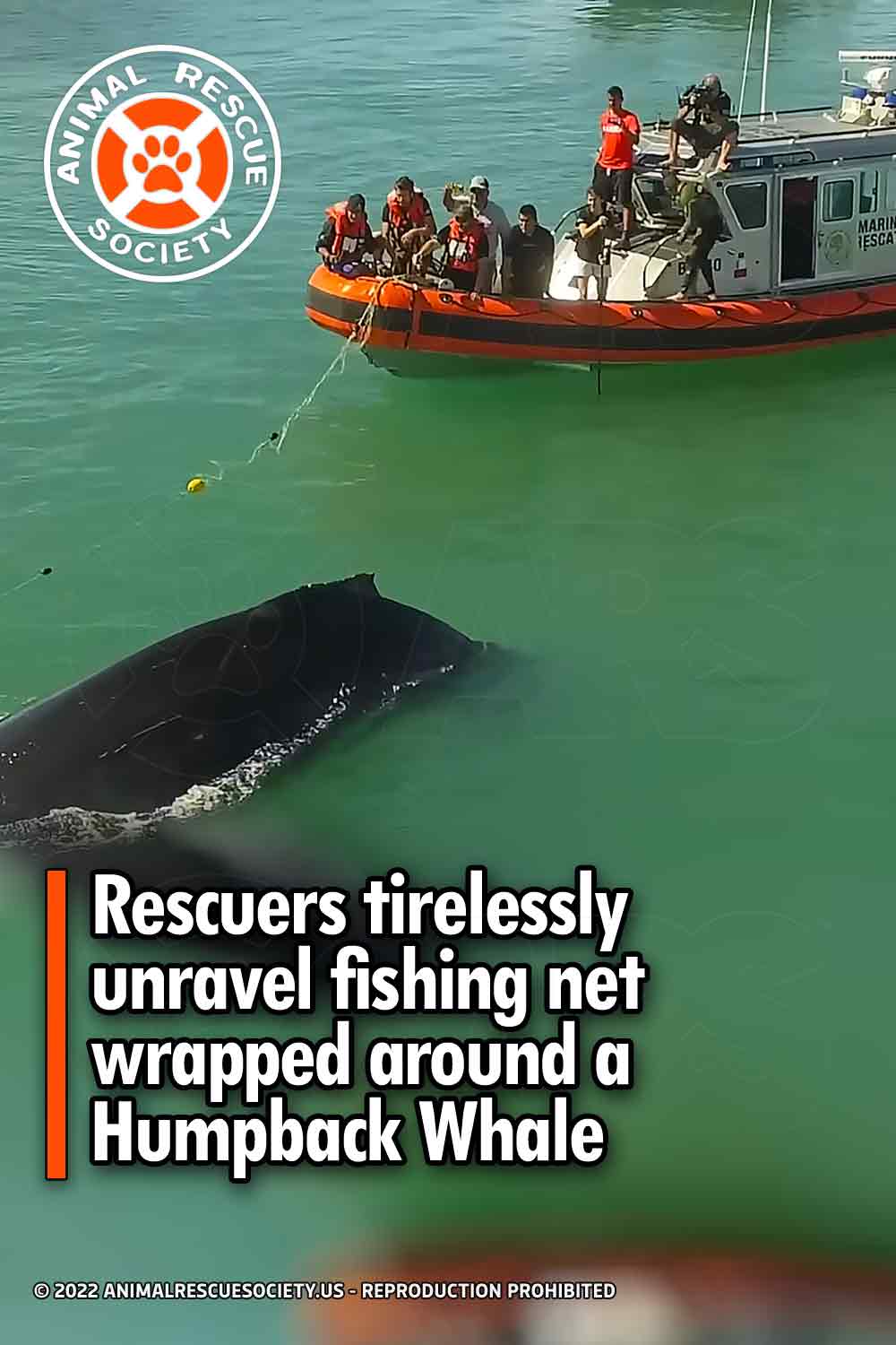 Rescuers tirelessly unravel fishing net wrapped around a Humpback Whale