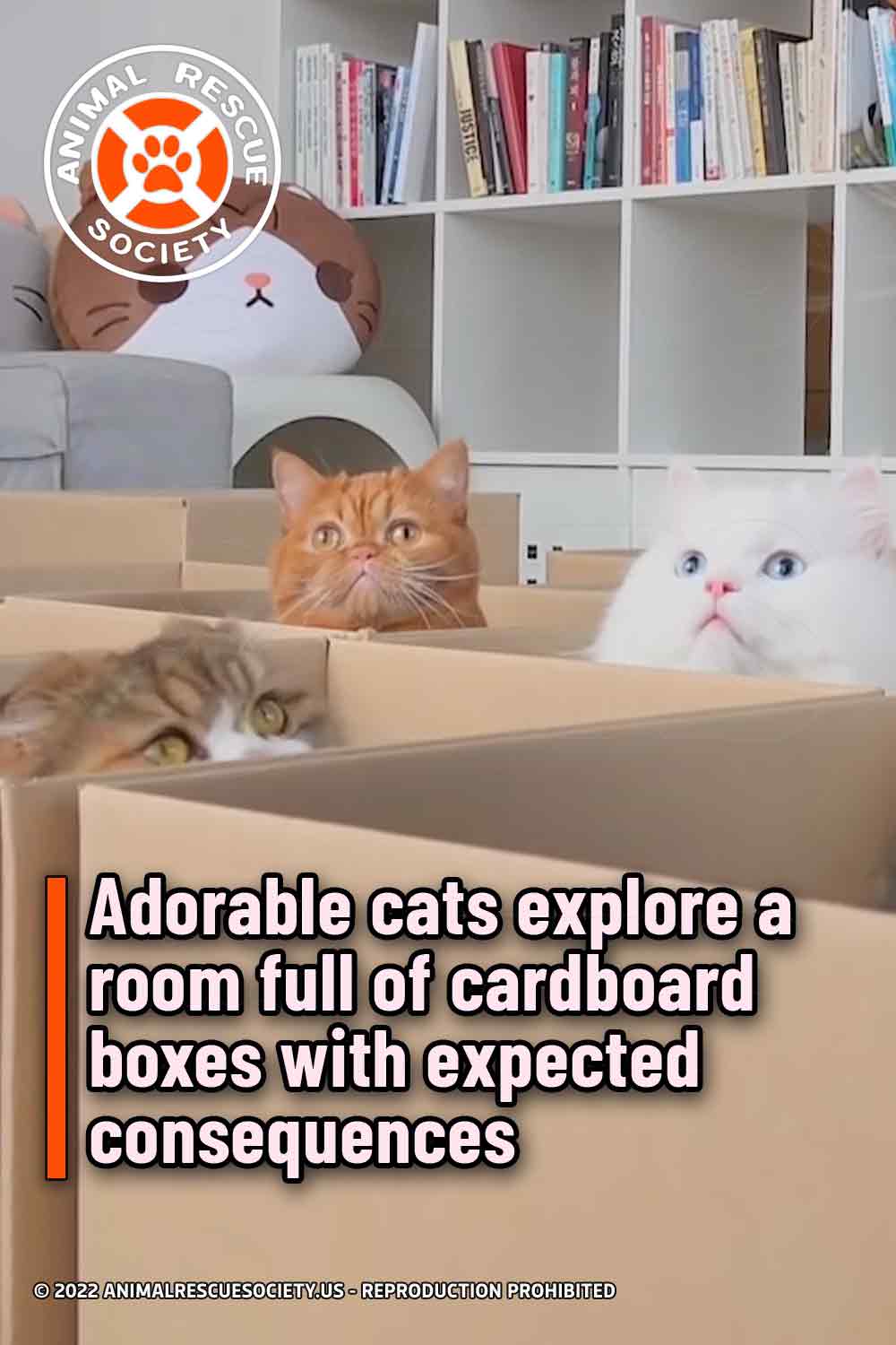 Adorable cats explore a room full of cardboard boxes with expected consequences