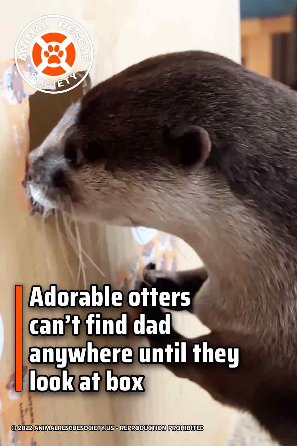 Adorable otters can’t find dad anywhere until they look at box