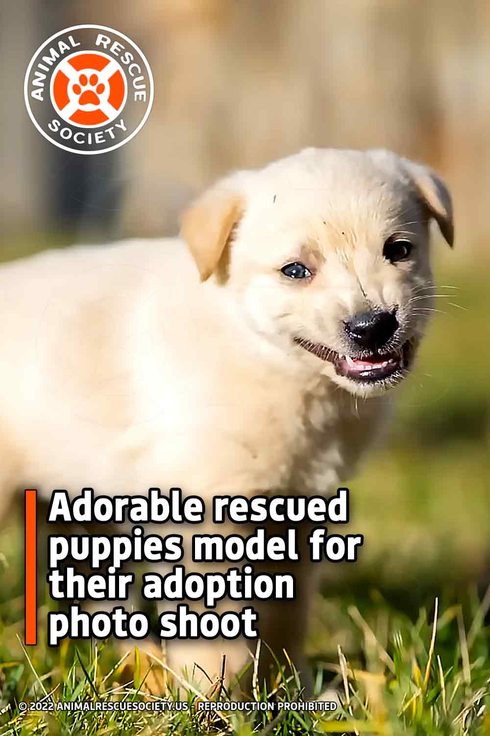Adorable rescued puppies model for their adoption photo shoot