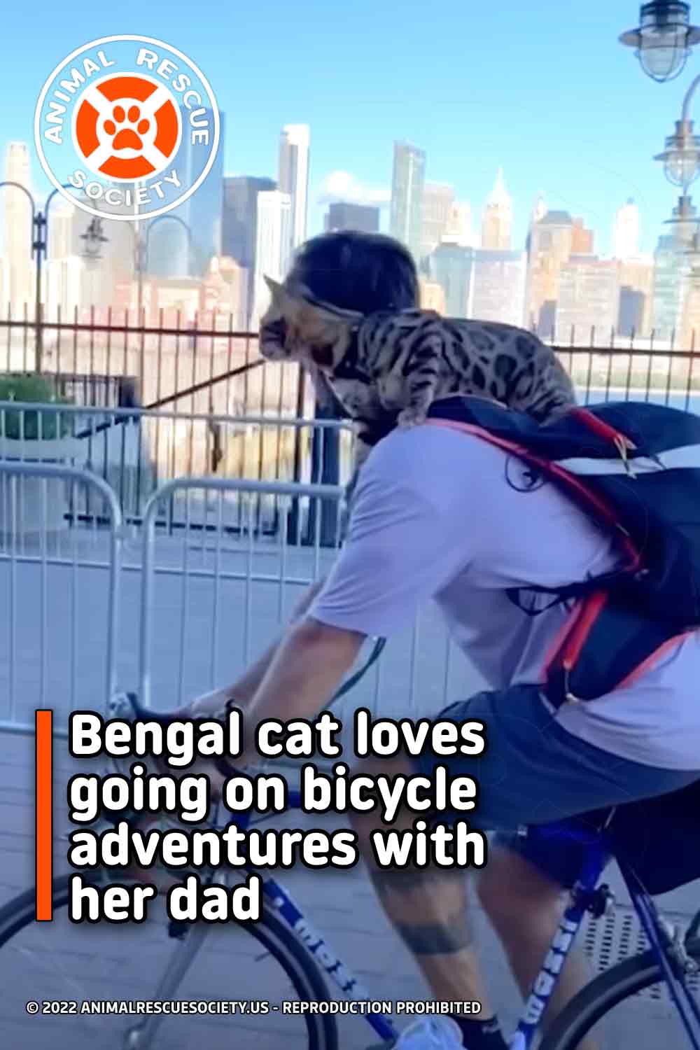 Bengal cat loves going on bicycle adventures with her dad
